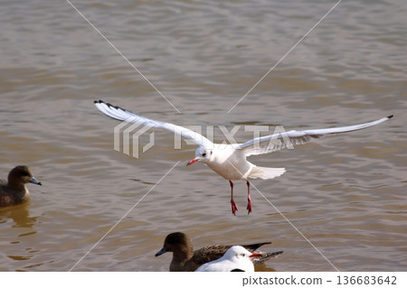 The aesthetics of slowing down 136683642