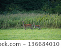 A fawn standing in the grassland 136684010
