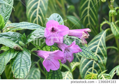 Ruellia macrantha Ruellia macrantha 136684183