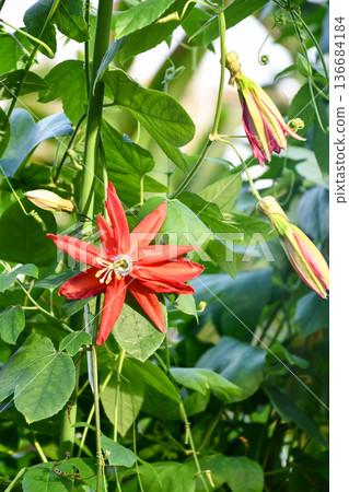 Passiflora oaklandia Passion Flower 'Oaklandia' 136684184