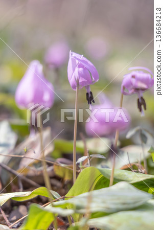 Dogtooth violets blooming at Katakuri Village, Manyo Natural Park, Sano City, Tochigi Prefecture 136684218