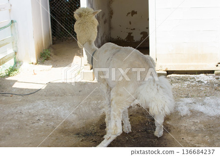 Summer Alpaca Summer Alpaca 136684237