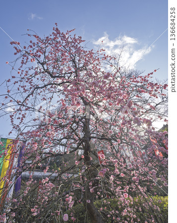 The blooming Ryuhige no Ume blossoms at Okadera Temple herald the arrival of spring in Asuka The blooming Ryuhige no Ume blossoms at Okadera Temple herald the arrival of spring in Asuka 136684258