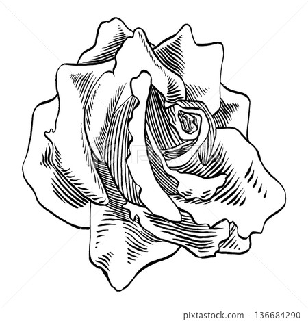 Rose flower. Side view. Black and white vintage etching vector botanical isolated. Illustration of rose, sketch floral plant. For stickers, posters, postcards, fabric, textile, prints, design Rose flower. Side view. Black and white vintage etching vector botanical isolated. Illustration of rose, sketch floral plant. For stickers, posters, postcards, fabric, textile, prints, design 136684290