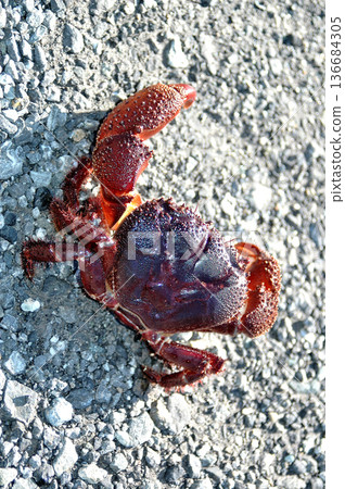 疣岩蟹的螯子很大，一旦抓住獵物就不會放手。 136684305