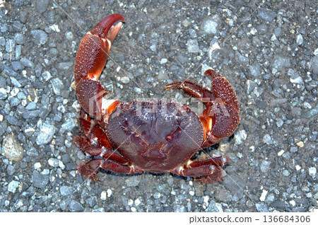 疣岩蟹的螯子很大，一旦抓住獵物就不會放手。 136684306