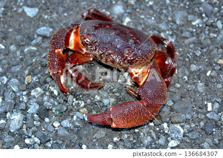 The warty rock crab has large claws that won't let go once it has caught something. The warty rock crab has large claws that won't let go once it has caught something. 136684307