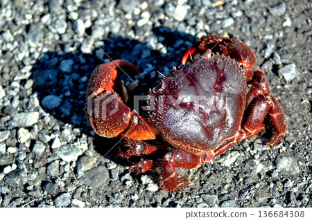 疣岩蟹的螯子很大，一旦抓住獵物就不會放手。 136684308