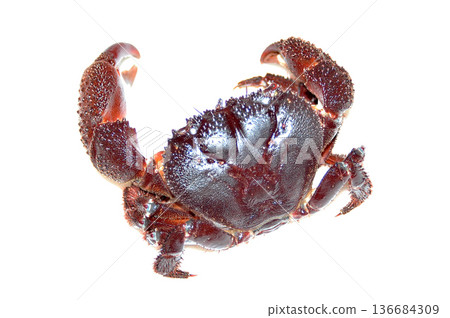 疣岩蟹的螯子很大，一旦抓住獵物就不會放手。 136684309
