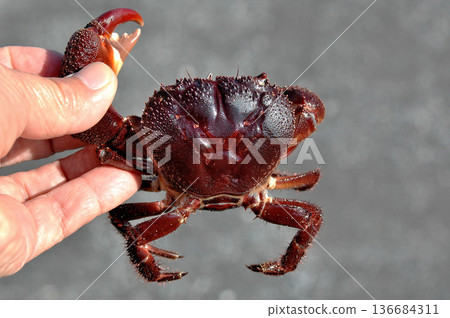 疣岩蟹的螯子很大,一旦抓住獵物就不會放手。 疣岩蟹的螯子很大,一旦抓住獵物就不會放手。 136684311