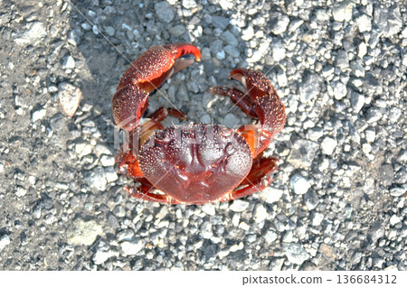 疣岩蟹的螯子很大,一旦抓住獵物就不會放手。 疣岩蟹的螯子很大,一旦抓住獵物就不會放手。 136684312