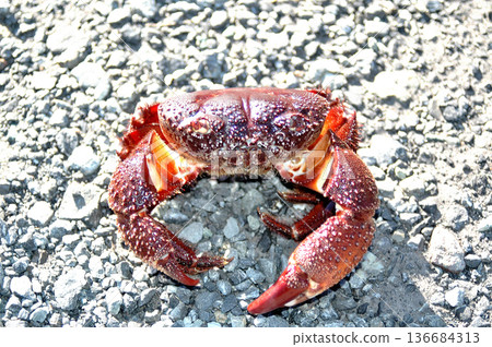 The warty rock crab has large claws that won't let go once it has caught something. 136684313