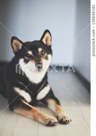Black Shiba Inu lying on the floor 136684382