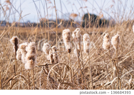 Ear of the Gama 136684393