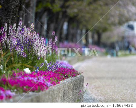 花圃裡盛開著公主金魚草 136684428