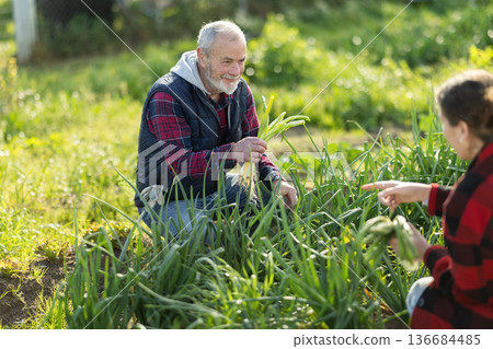 Elderly man and young woman harvesting onions Elderly man and young woman harvesting onions 136684485