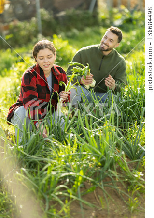 Couple works on plantation garden bed, cuts green onion shoots Couple works on plantation garden bed, cuts green onion shoots 136684498