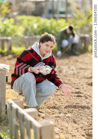 Woman gardener planting seeds garlic on beds at farm Woman gardener planting seeds garlic on beds at farm 136684500