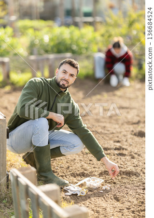 Man is planting garlic in open ground 136684524