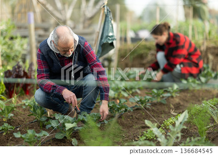 Senior man works in garden, takes care of cabbage plants in garden Senior man works in garden, takes care of cabbage plants in garden 136684545
