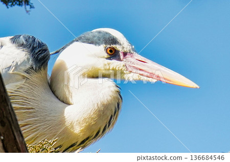 Wild bird face 136684546