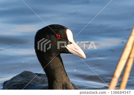 野生鳥類臉部 136684547