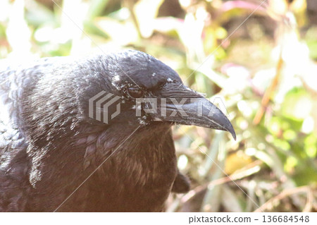Wild bird face 136684548