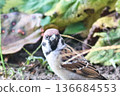 Wild bird face 136684553