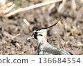 Wild bird face 136684554