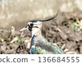 Wild bird face 136684555