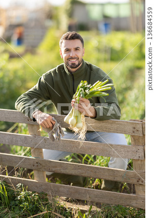 Young man harvesting green onions in garden Young man harvesting green onions in garden 136684559