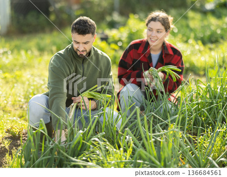 Young couple harvesting green onions in garden 136684561