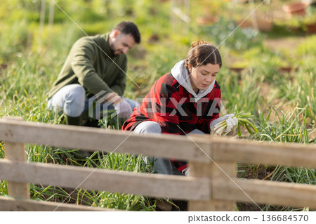 Couple works on plantation garden bed, cuts green onion shoots Couple works on plantation garden bed, cuts green onion shoots 136684570