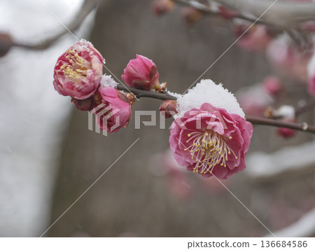 Red plum blossoms covered in snow, vibrant red against the silvery white Red plum blossoms covered in snow, vibrant red against the silvery white 136684586