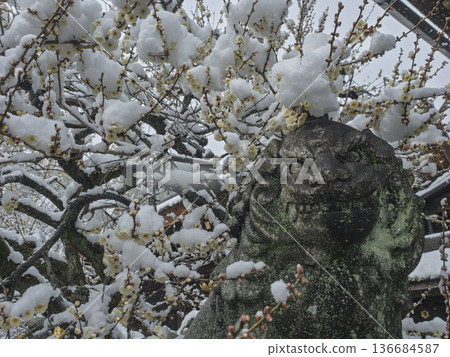 寒流席捲京都,白雪覆蓋的獅子雕像和盛開的白梅花映入眼簾。 寒流席捲京都,白雪覆蓋的獅子雕像和盛開的白梅花映入眼簾。 136684587