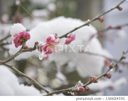 Red plum blossoms bloom despite heavy snowfall, and the red blossoms stand out against the silvery white world 136684591