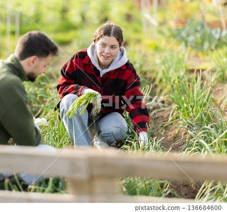 Farm couple working on green onions plantation, picking organic vegetables 136684600