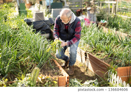 Elderly man harvesting green onions in garden Elderly man harvesting green onions in garden 136684606