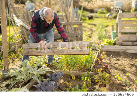 Elderly man building fence in garden 136684609