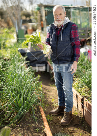 Mature man owner of plantation garden is resting standing after work and tasks Mature man owner of plantation garden is resting standing after work and tasks 136684625