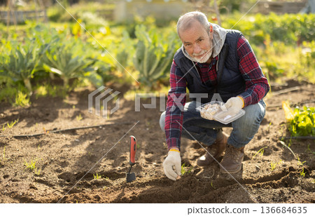 Elderly male gardener planting seeds garlic on beds at farm Elderly male gardener planting seeds garlic on beds at farm 136684635