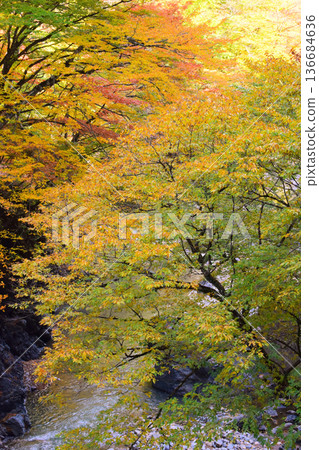Autumn leaves of Okuchi Chichibu Nakatsugyo 136684636