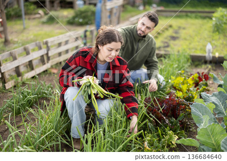 Young couple harvesting green onions in garden Young couple harvesting green onions in garden 136684640