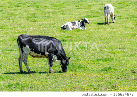 Holsteins grazing on a farm (image) 136684672