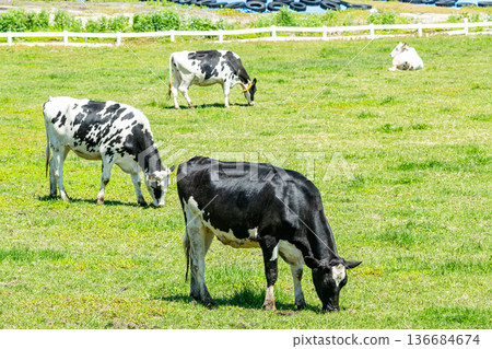 Holsteins grazing on a farm (image) Holsteins grazing on a farm (image) 136684674