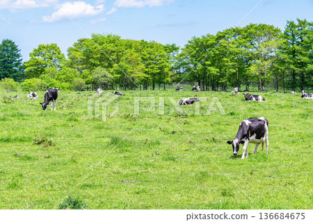Holsteins grazing on a farm (image) 136684675