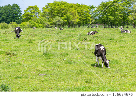 Holsteins grazing on a farm (image) Holsteins grazing on a farm (image) 136684676