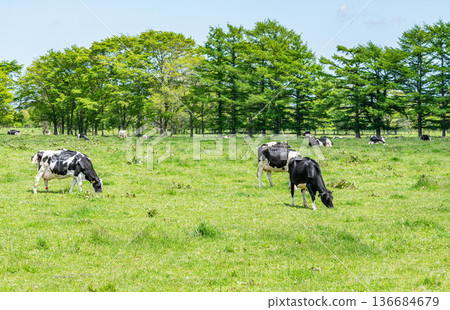 Holsteins grazing on a farm (image) 136684679