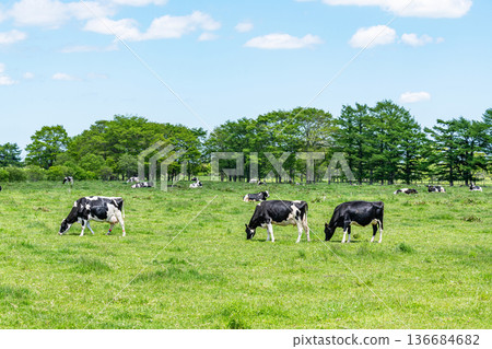 Holsteins grazing on a farm (image) 136684682