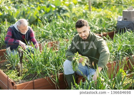 Elderly and young man harvesting onions 136684698